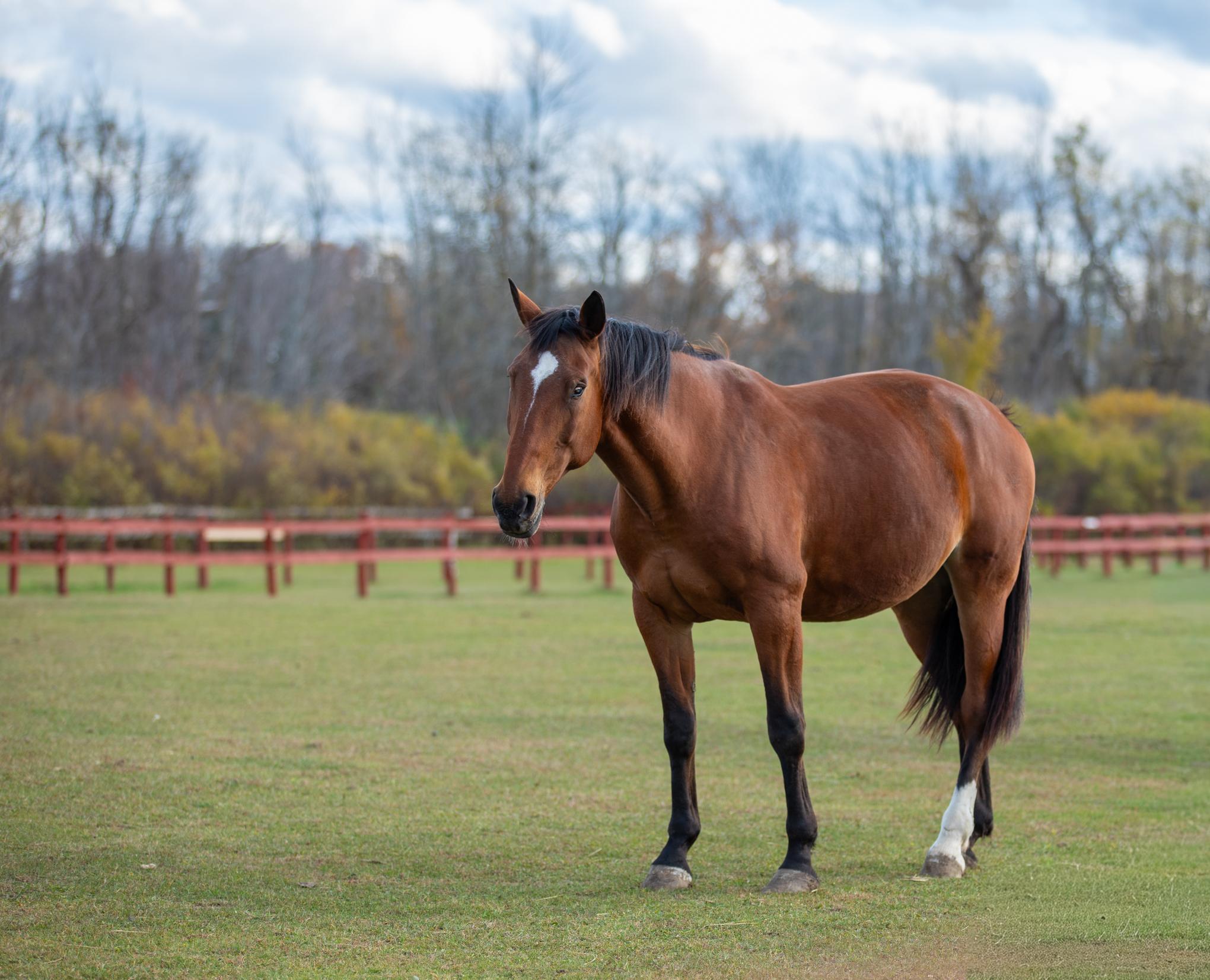 Enlarge Sonnet, a Adoptable Standardbred in Elkhart Lake, WI image 2/4