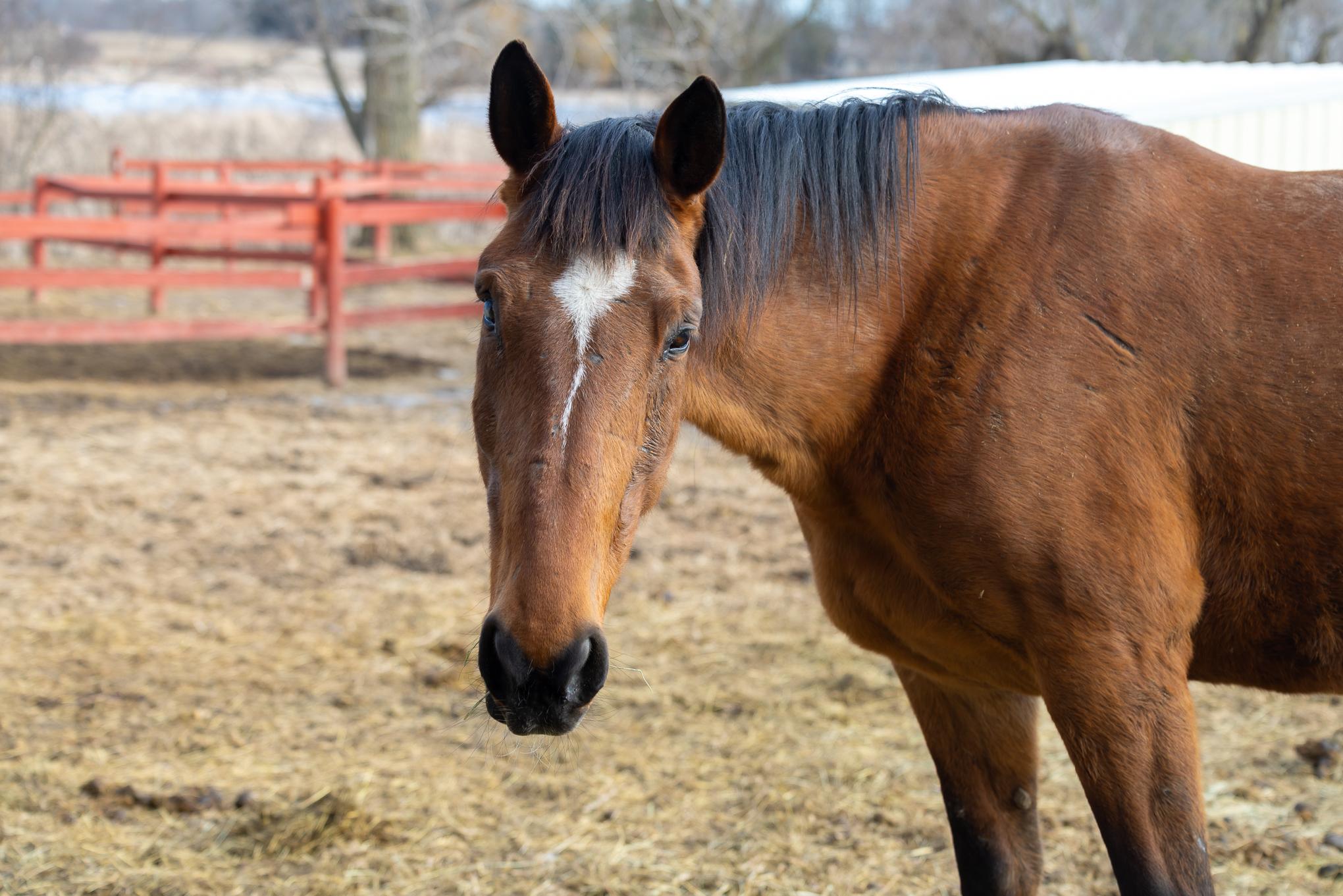 Enlarge Sonnet, a Adoptable Standardbred in Elkhart Lake, WI image 3/4