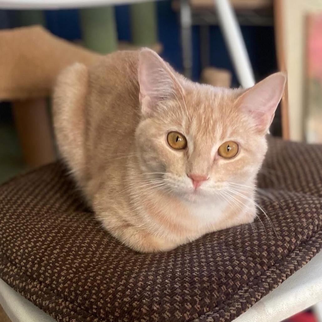 Enlarge Hansel, a Adoptable Domestic Short Hair in Grand Junction, CO image 1/4