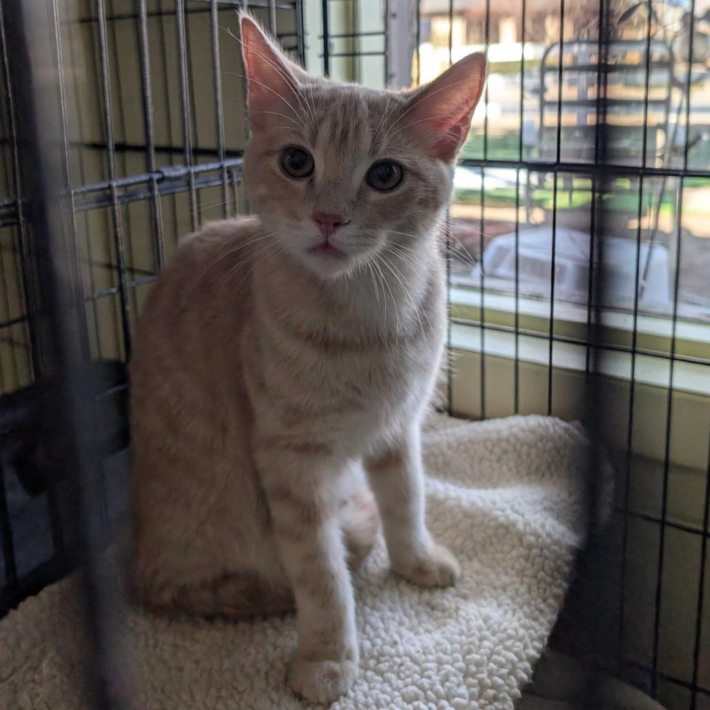 Hansel, Adoptable, Young Female Domestic Short Hair.