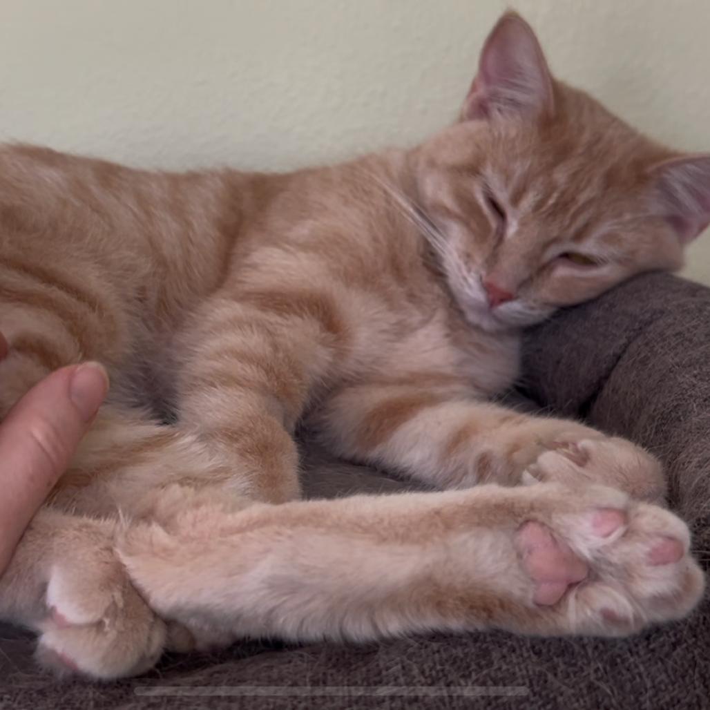 Enlarge Hansel, a Adoptable Domestic Short Hair in Grand Junction, CO image 4/4