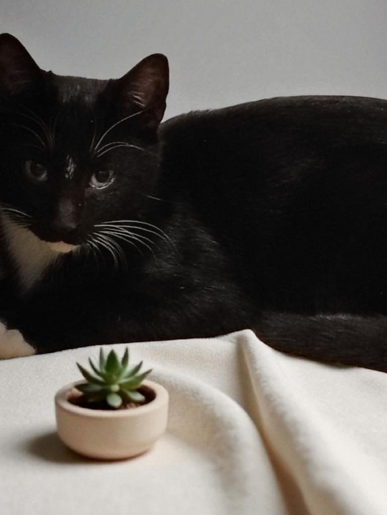Zeppelin, Adoptable, Young Male Domestic Short Hair.