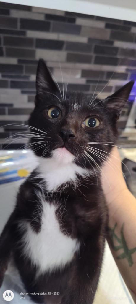 Enlarge Zeppelin, a Adoptable mixed breed in Richland Hills, TX image 3/3