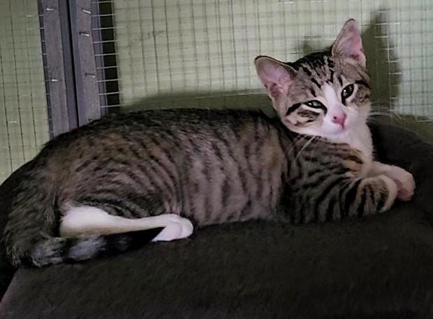 Temple, an adoptable Domestic Short Hair in Pinedale, WY, 82941 | Photo Image 2