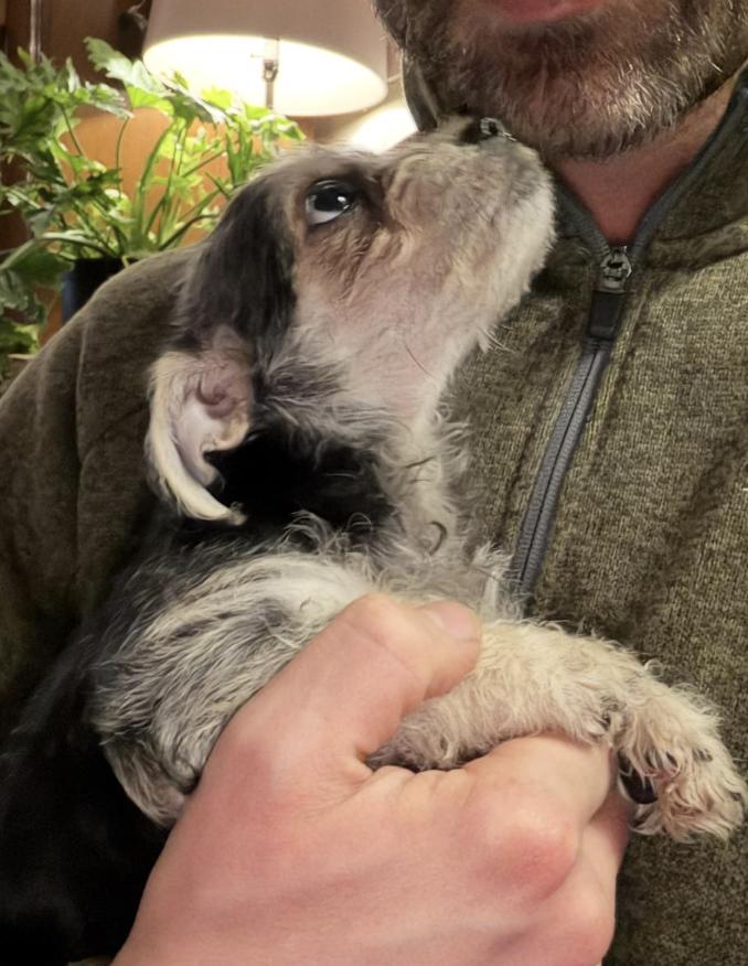 Enlarge Sam, a ADOPTABLE mixed breed in Puyallup, WA image 3/3