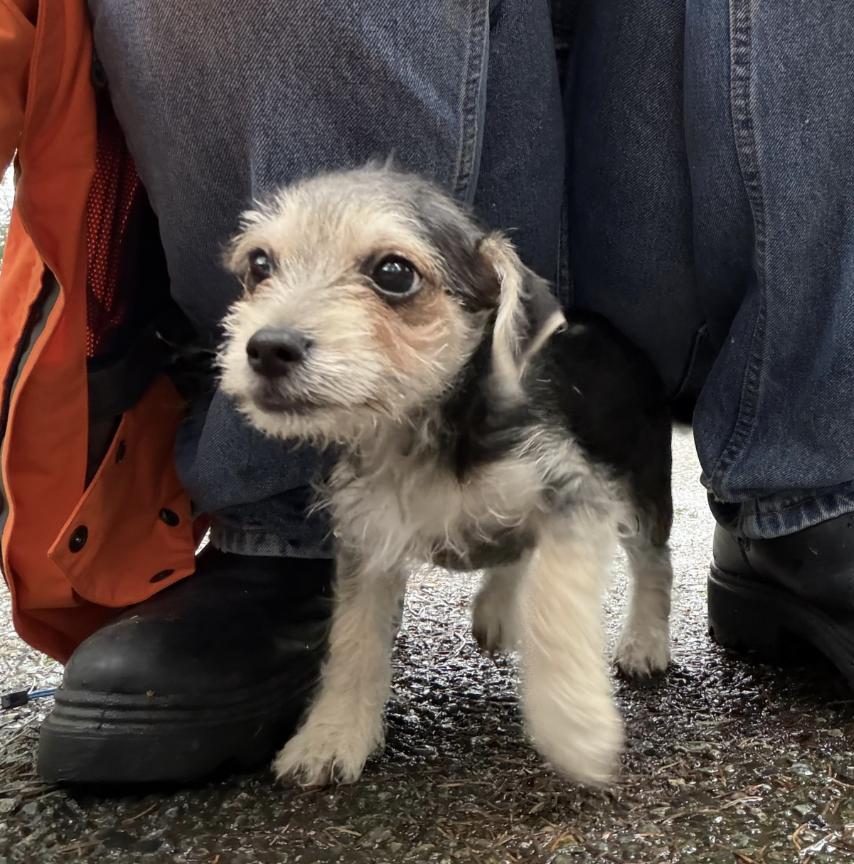 Enlarge Sam, a ADOPTABLE mixed breed in Puyallup, WA image 2/3