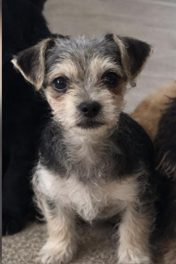 Sam, ADOPTABLE, Puppy Male Wirehaired Dachshund & Chihuahua.