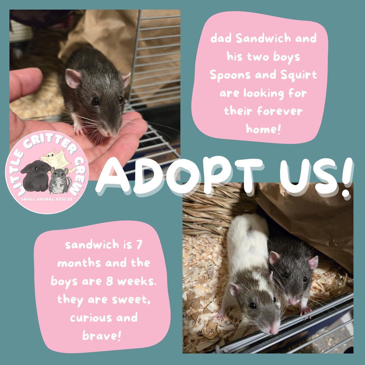 Squirt, Spoons & Sandwich 1