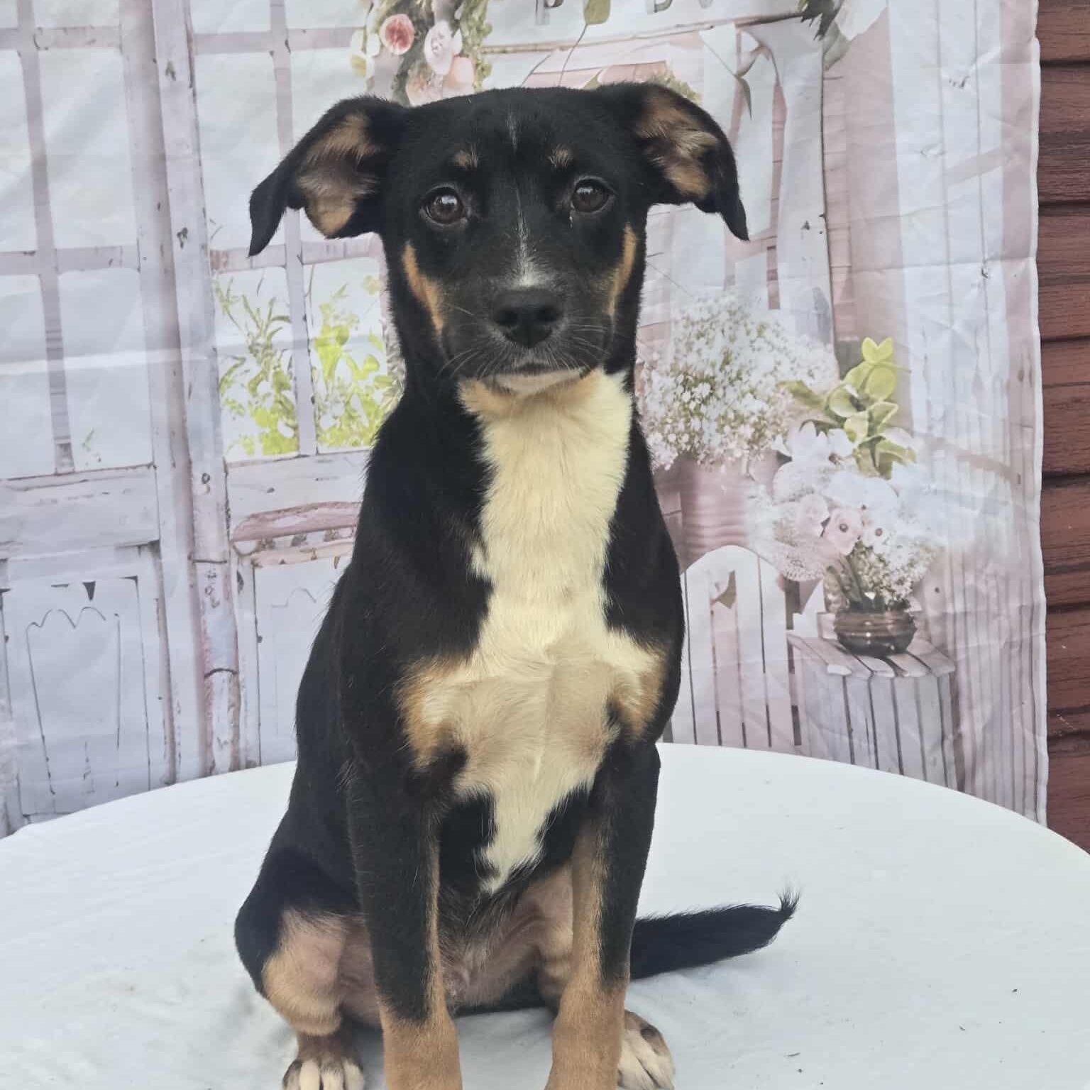 Frosty, Adoptable, Young Male Beagle & Rat Terrier.