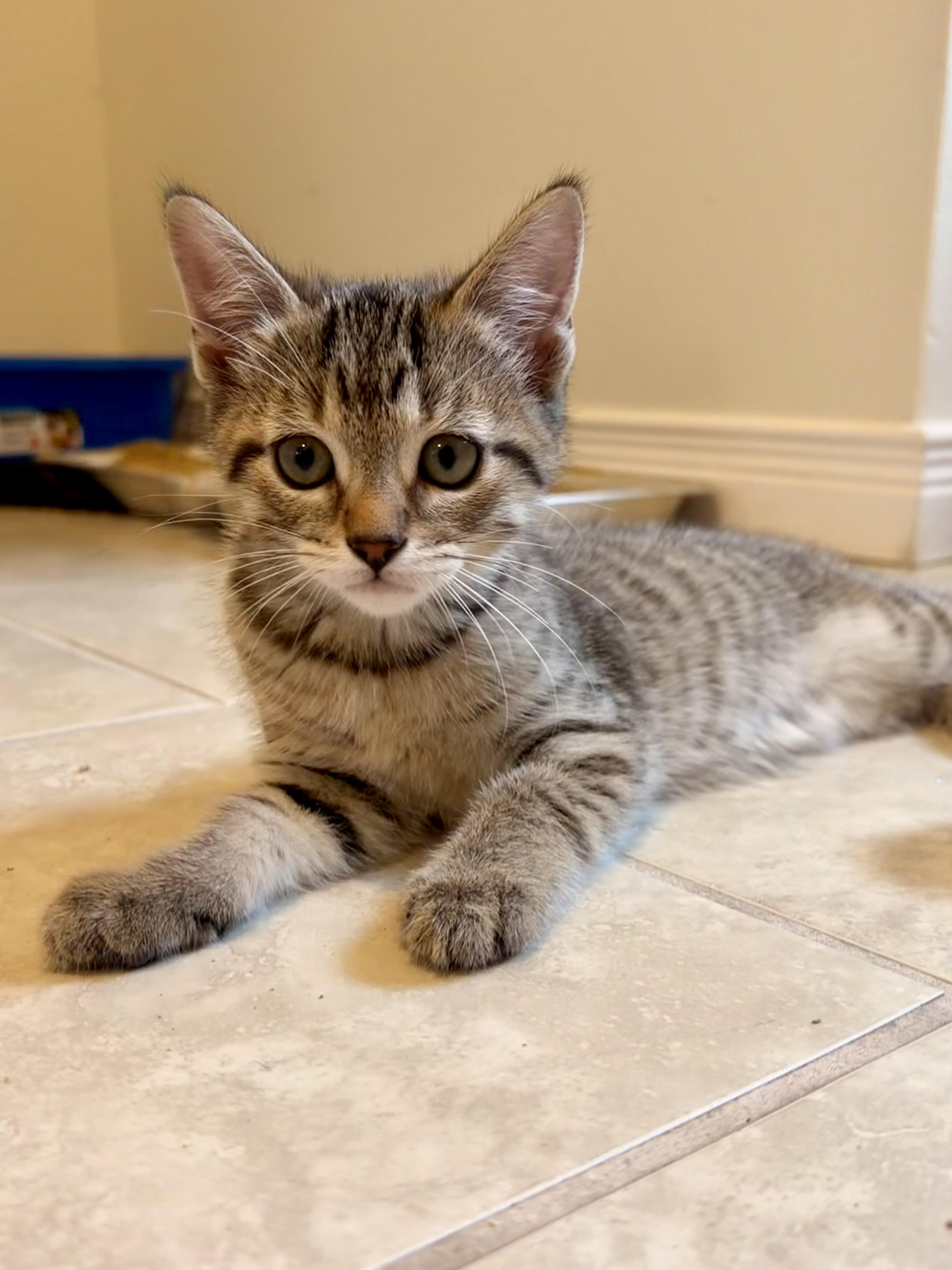 Enlarge Jean, a ADOPTABLE Domestic Short Hair in Hamilton, ON image 1/2