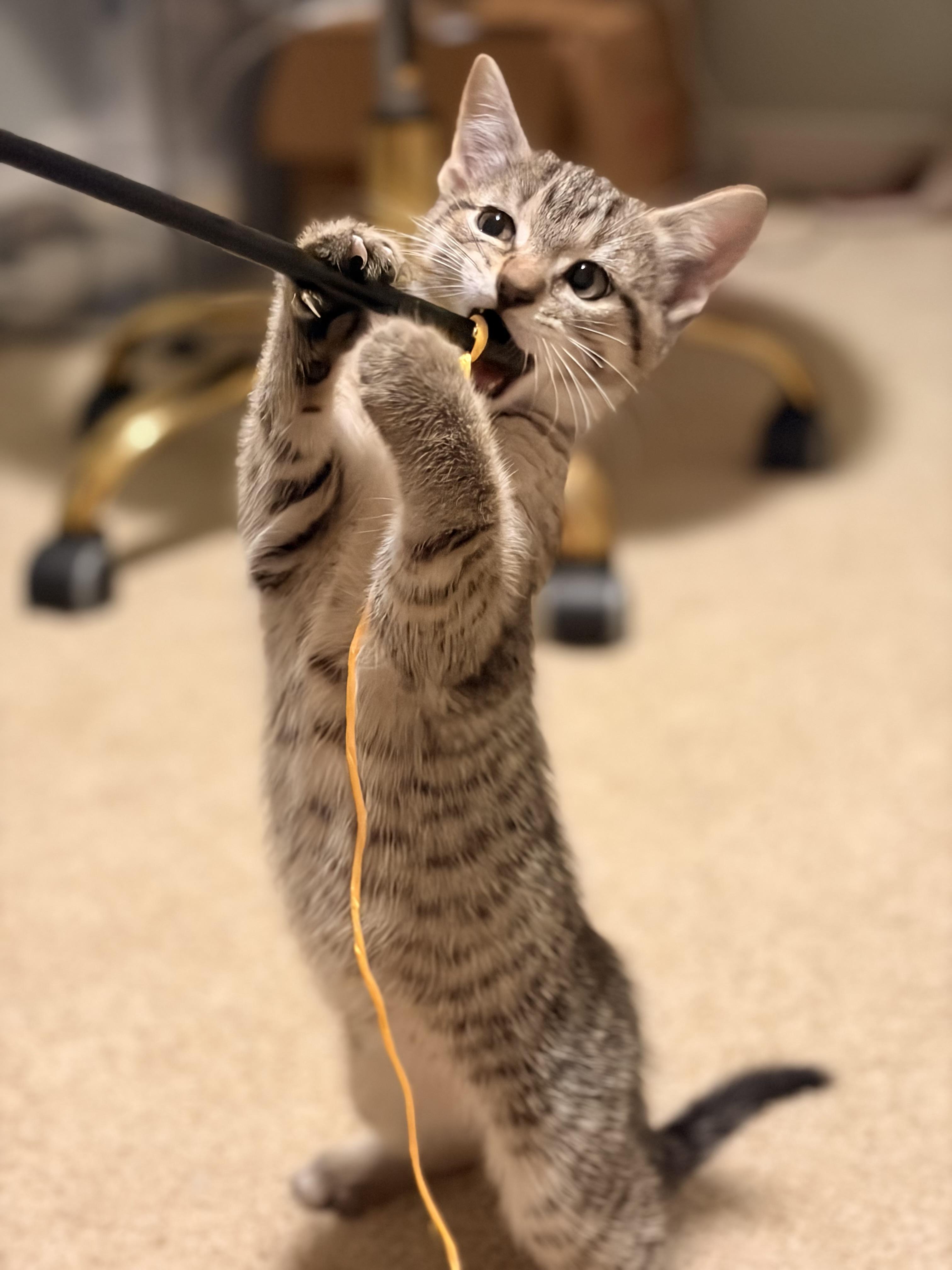 Enlarge Jean, a ADOPTABLE Domestic Short Hair in Hamilton, ON image 2/2