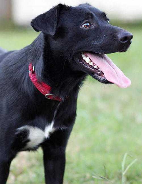 Forrest, Adopted, Young Male Labrador Retriever & German Shepherd Dog.