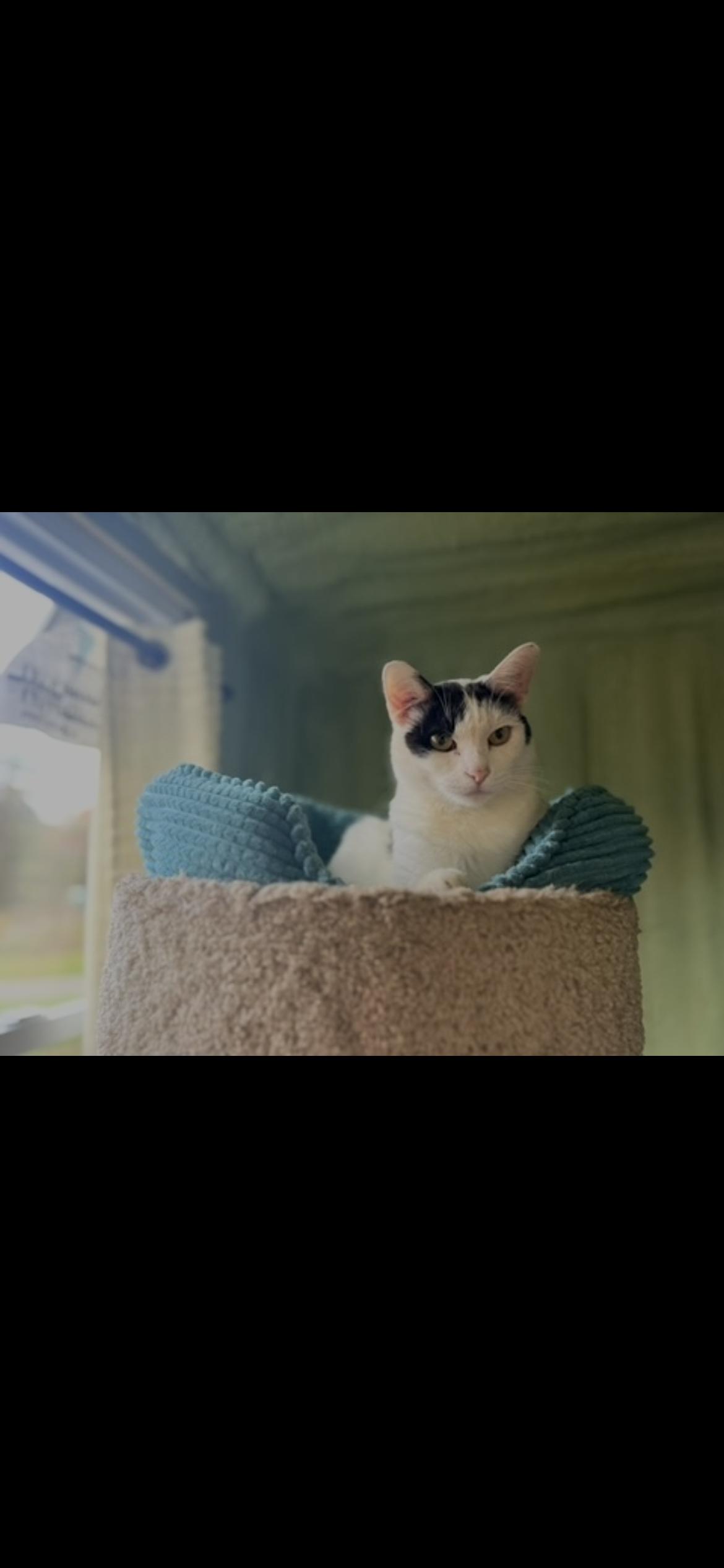 Pumpkin, a Adoptable Domestic Short Hair in Clyde, NC image 1/4