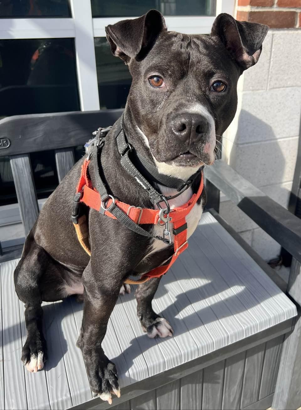 Enlarge Prancer , a ADOPTABLE mixed breed in Stratford, CT image 3/3