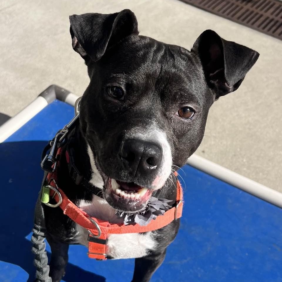 Prancer , ADOPTABLE, Young Male Pit Bull Terrier.