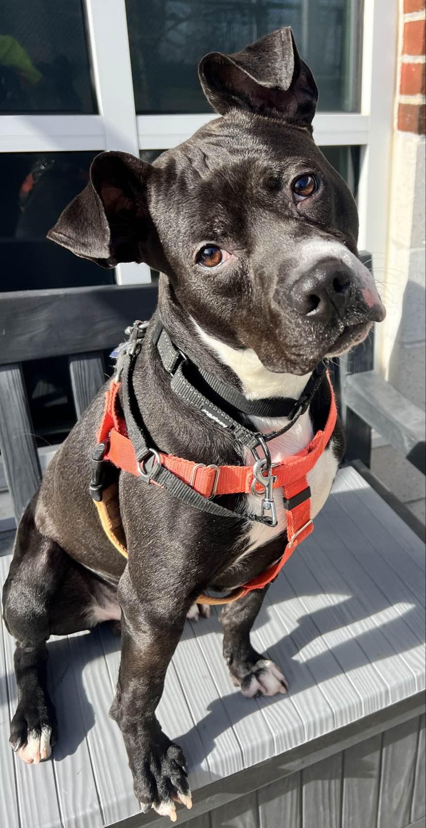 Enlarge Prancer , a ADOPTABLE mixed breed in Stratford, CT image 2/3