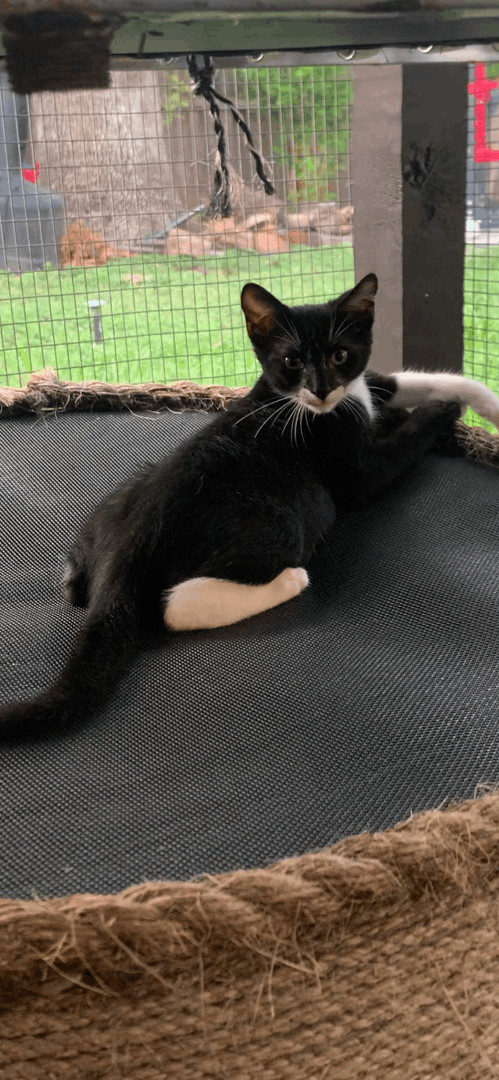 Enlarge Jack, a Adoptable Domestic Short Hair in Mabank, TX image 7/9