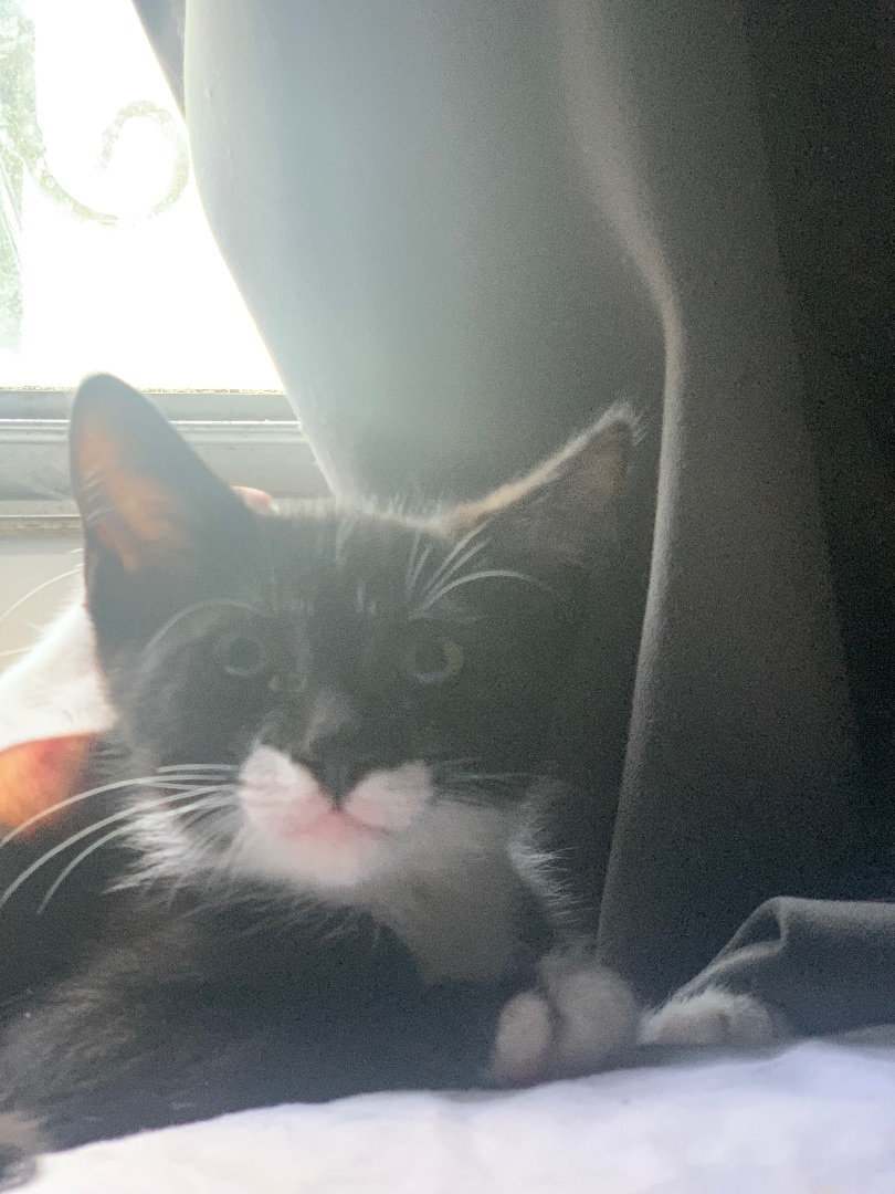 Enlarge Jack, a Adoptable Domestic Short Hair in Mabank, TX image 8/9