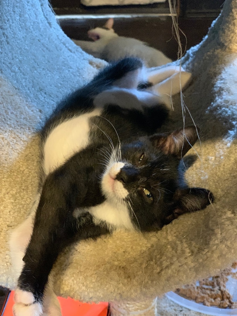 Enlarge Jack, a Adoptable Domestic Short Hair in Mabank, TX image 9/9