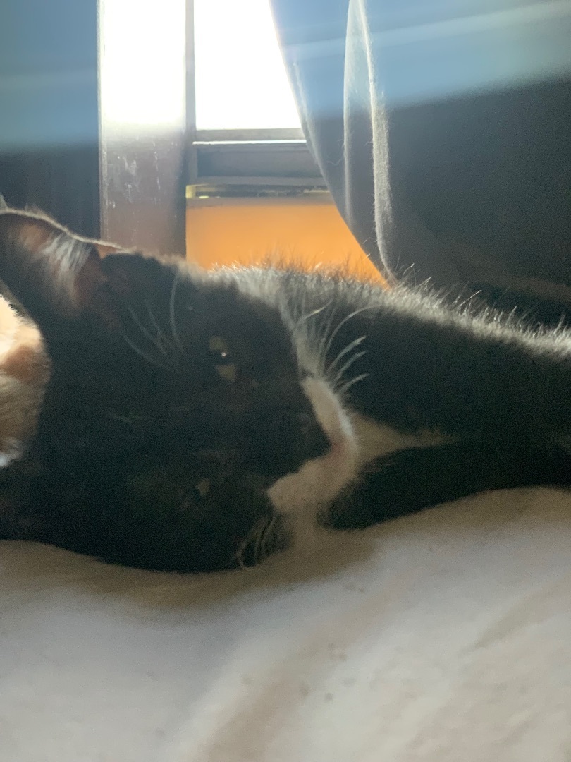 Jack, Adoptable, Adult Male Domestic Short Hair.