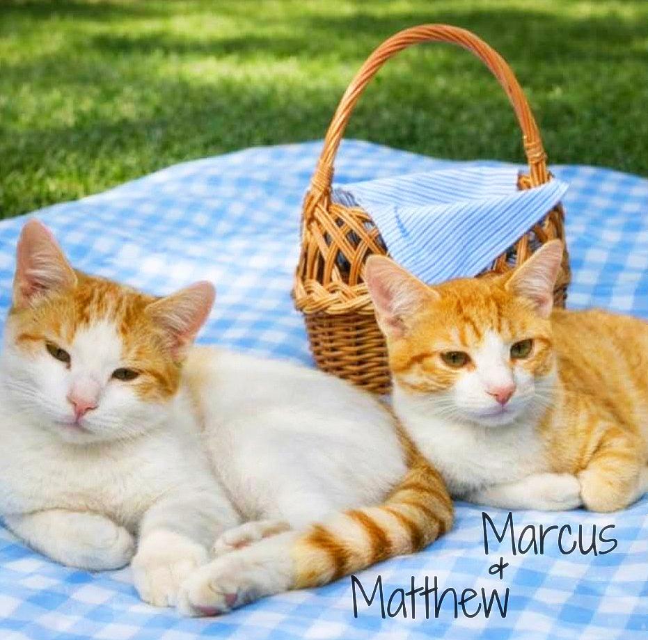 Enlarge Marcus *kitten*, a Adoptable Tabby in Culpeper, VA image 1/1
