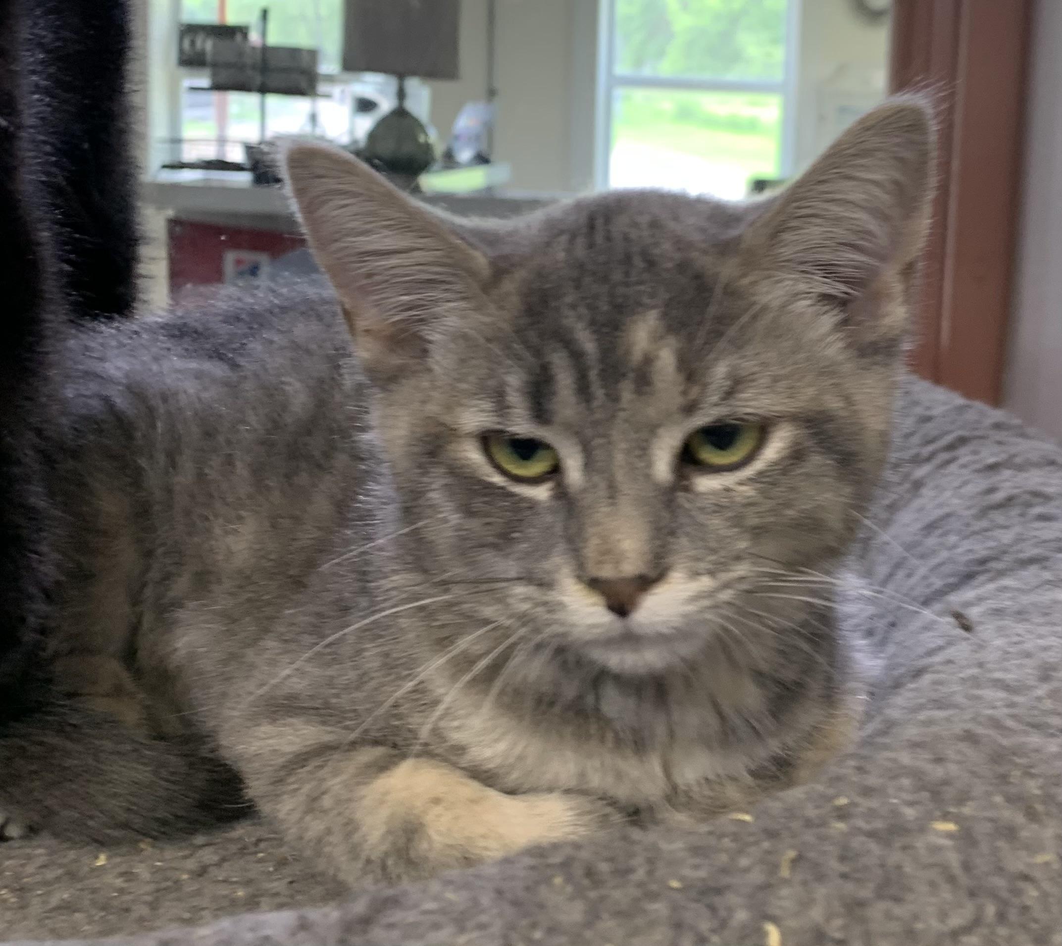 Velma, adopted, Kitten Female Domestic Short Hair.