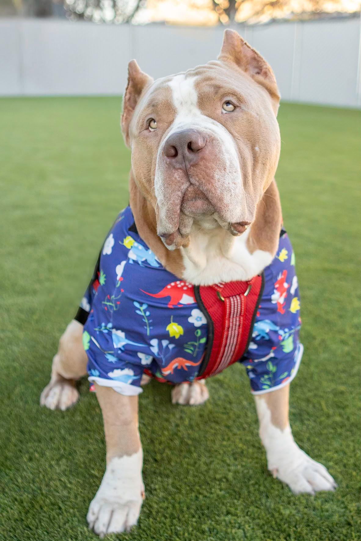 Enlarge Bullet, an adopted Pit Bull Terrier in Eagle, ID image 2/3