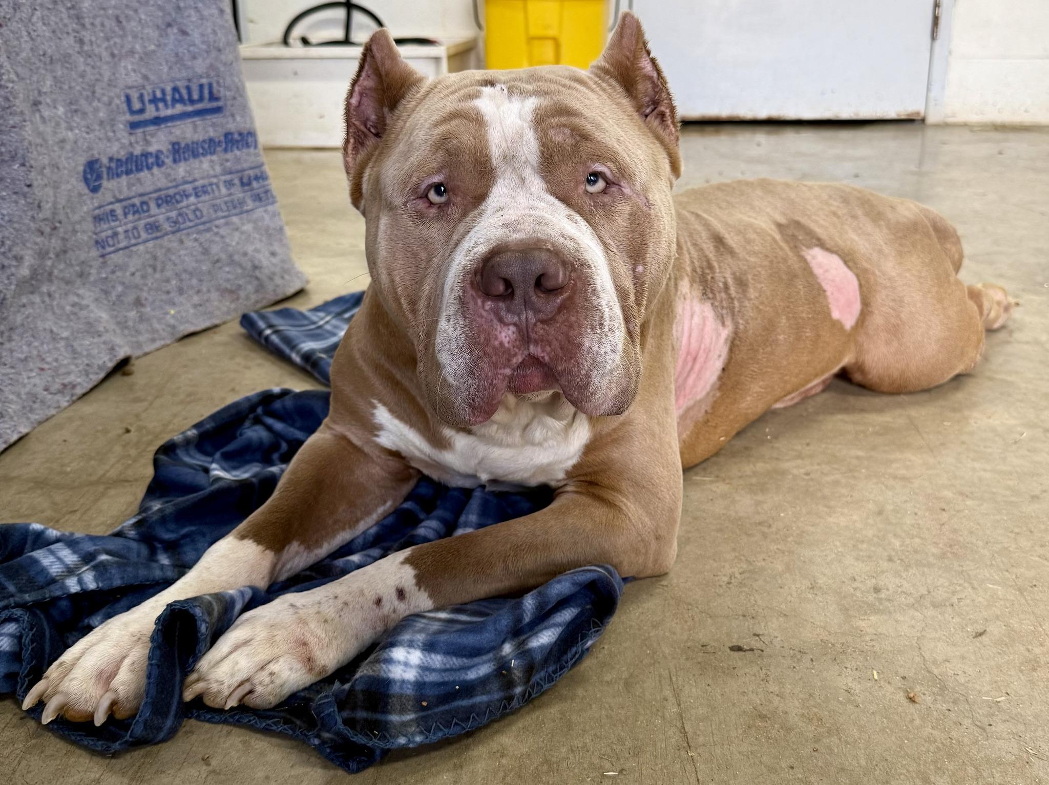 Enlarge Bullet, an adopted Pit Bull Terrier in Eagle, ID image 3/3