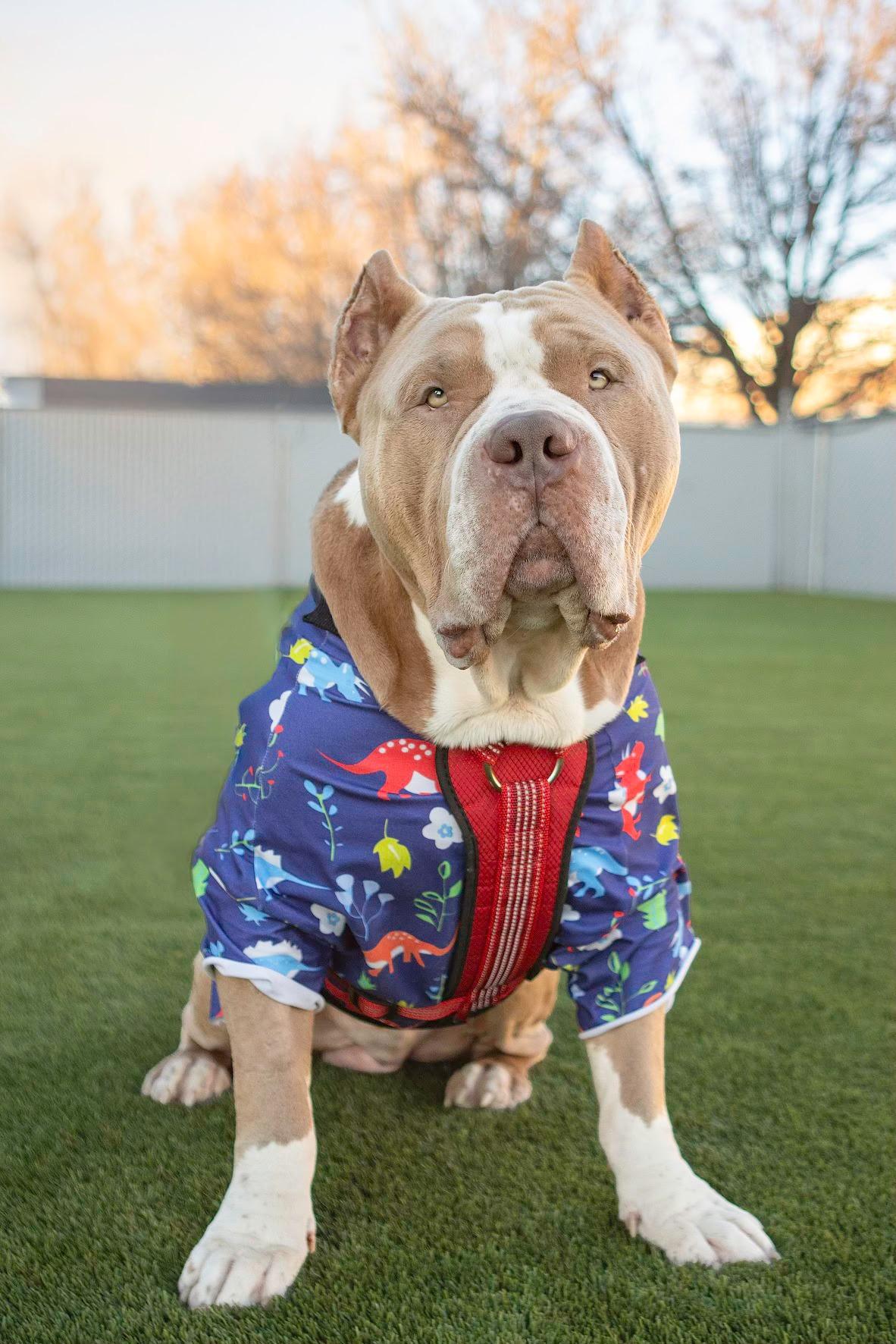 Enlarge Bullet, an adopted Pit Bull Terrier in Eagle, ID image 1/3