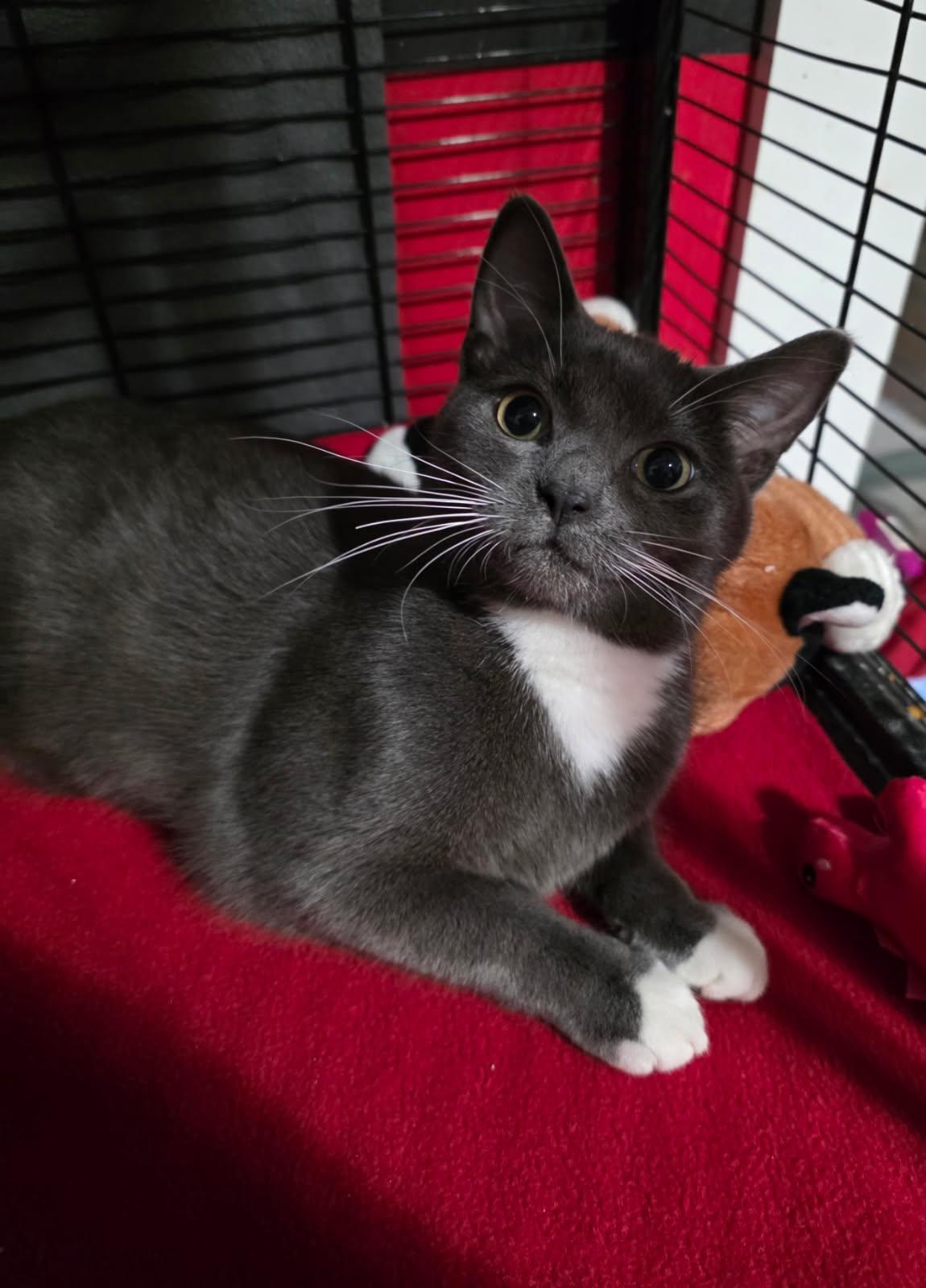 Enlarge Mr Wiggles , a ADOPTABLE Domestic Medium Hair in Saginaw, MI image 4/4
