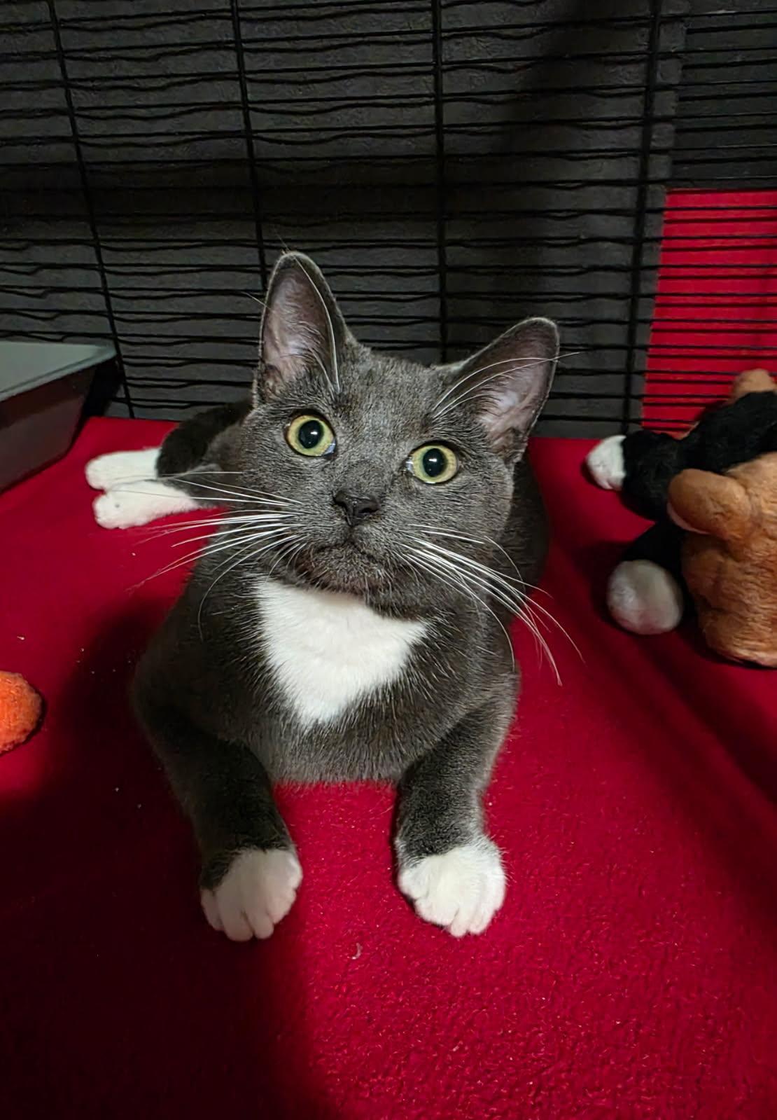 Enlarge Mr Wiggles , a ADOPTABLE Domestic Medium Hair in Saginaw, MI image 3/4