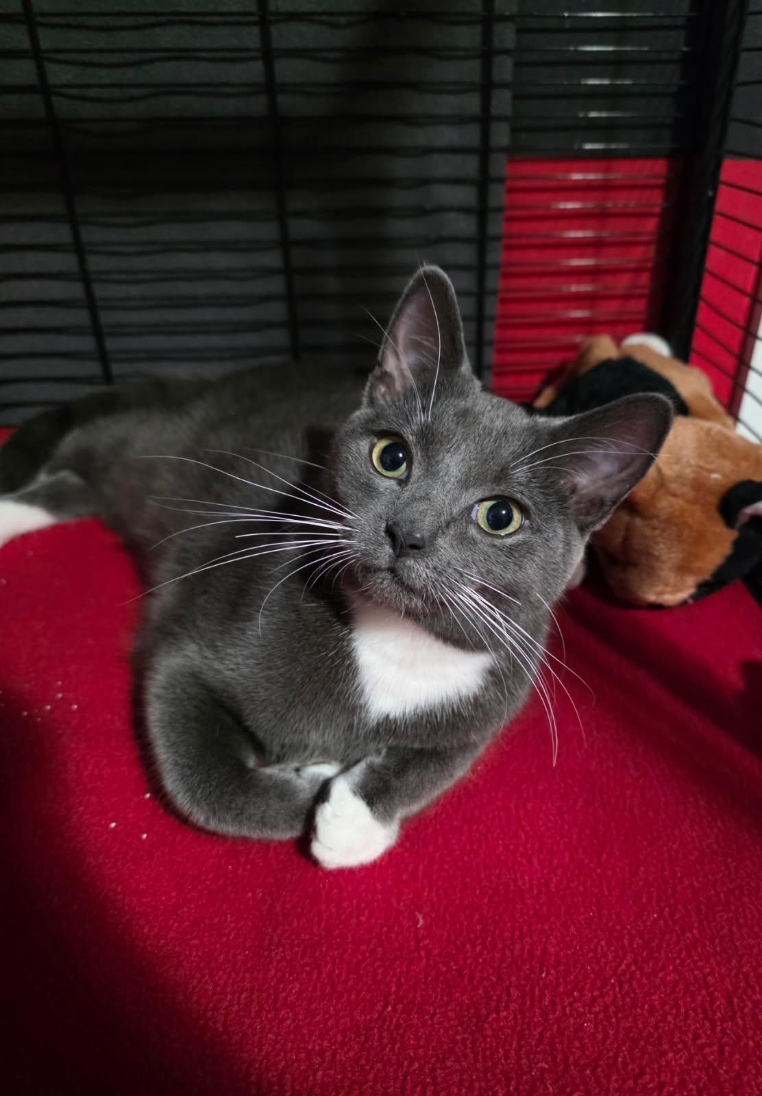 Enlarge Mr Wiggles , a ADOPTABLE Domestic Medium Hair in Saginaw, MI image 2/4