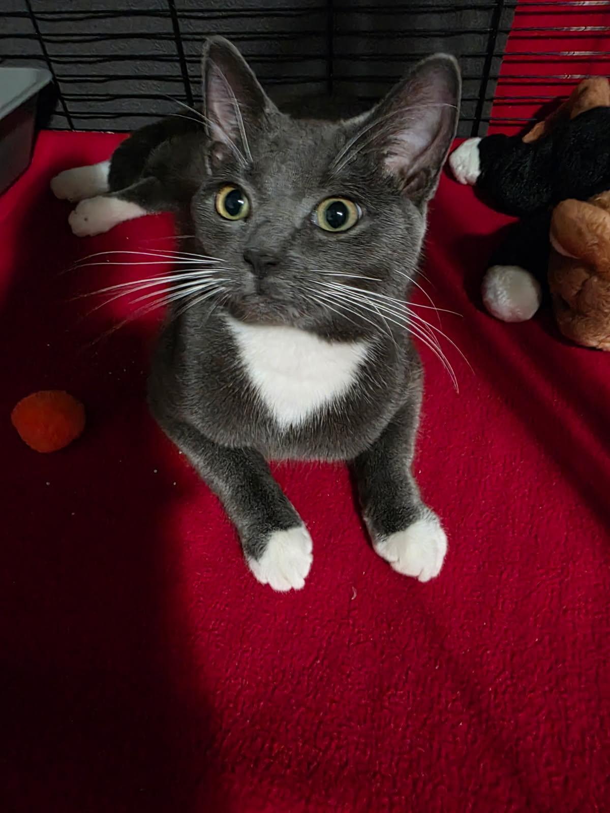 Mr Wiggles , ADOPTABLE, Young Male Domestic Medium Hair.