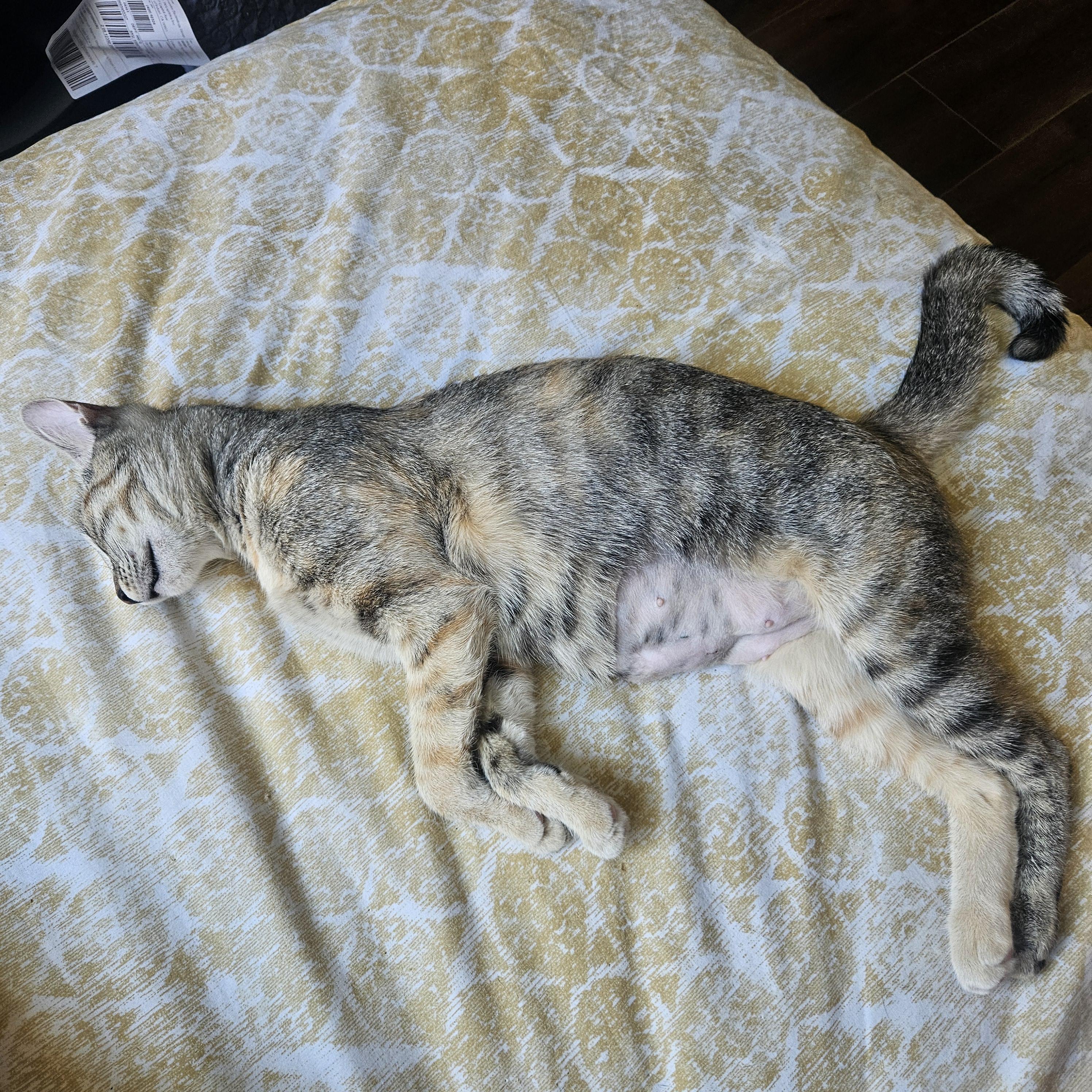 Enlarge Coco, an adopted mixed breed in Santa Clarita, CA image 4/4