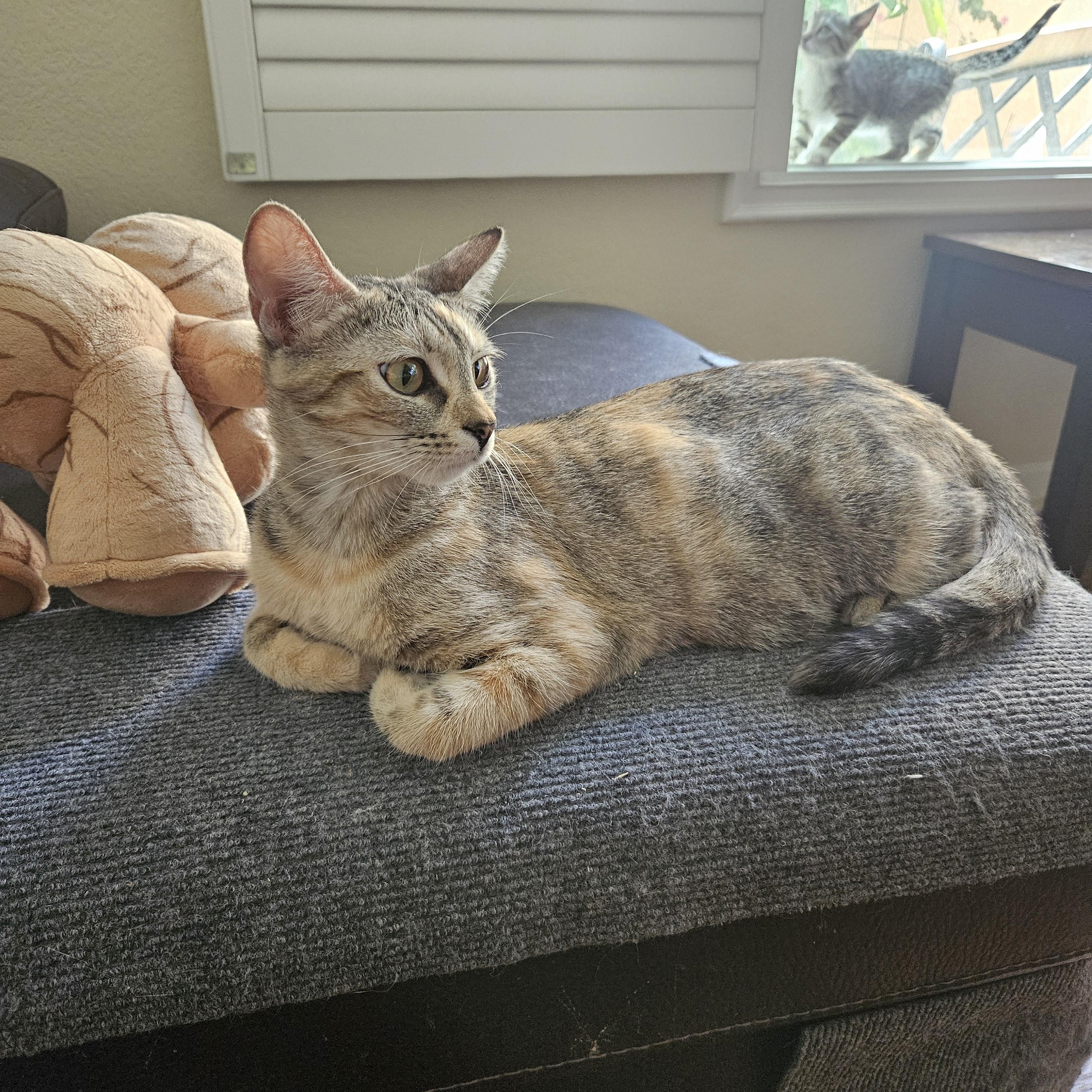 Enlarge Coco, an adopted mixed breed in Santa Clarita, CA image 1/4