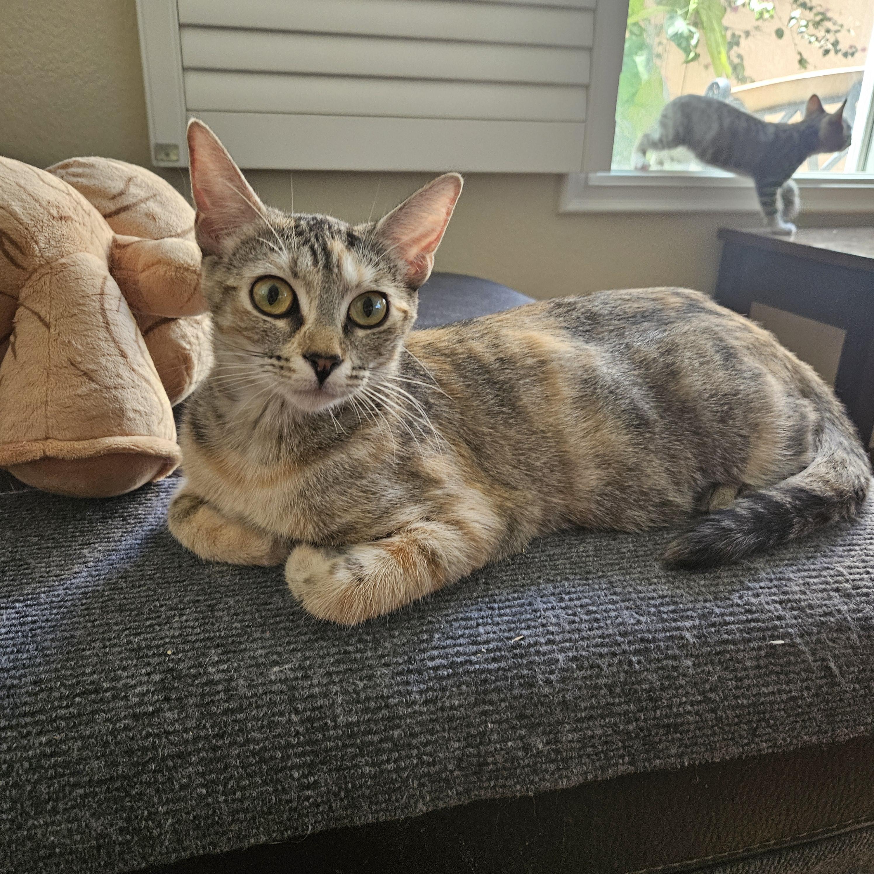 Enlarge Coco, an adopted mixed breed in Santa Clarita, CA image 3/4