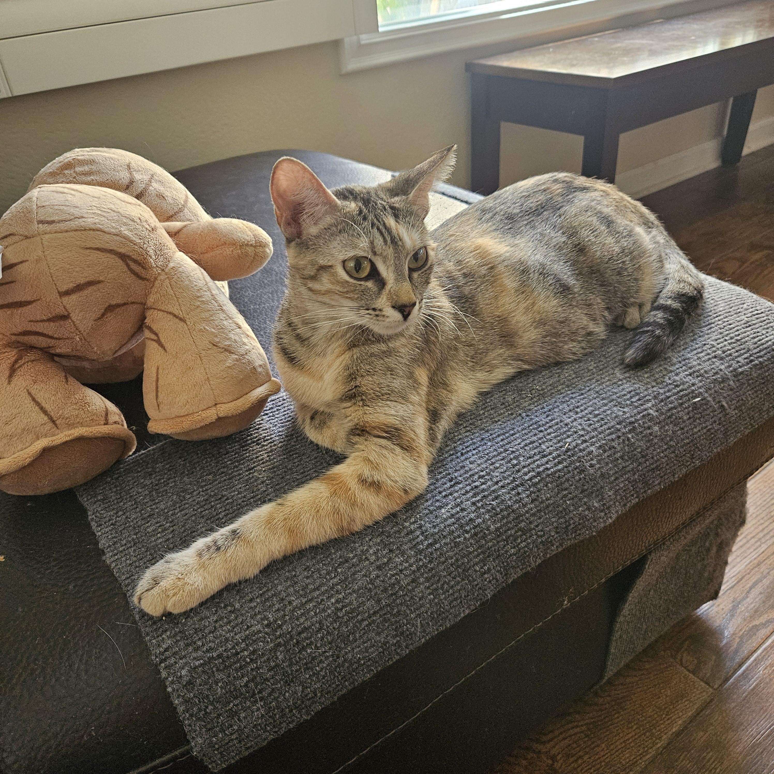 Enlarge Coco, an adopted mixed breed in Santa Clarita, CA image 2/4