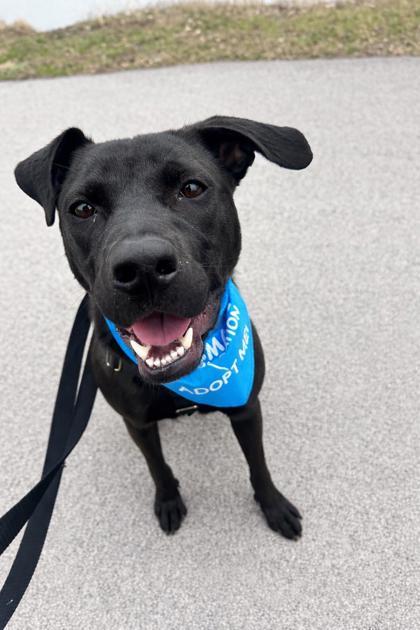 Geno, Adoptable, Puppy Male Pit Bull Terrier & Mixed Breed.