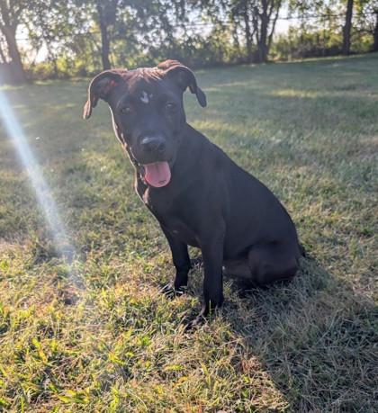 Enlarge Geno, a Adoptable mixed breed in St. Anne, IL image 1/3