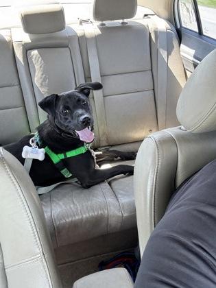 Enlarge Geno, a Adoptable mixed breed in St. Anne, IL image 3/3