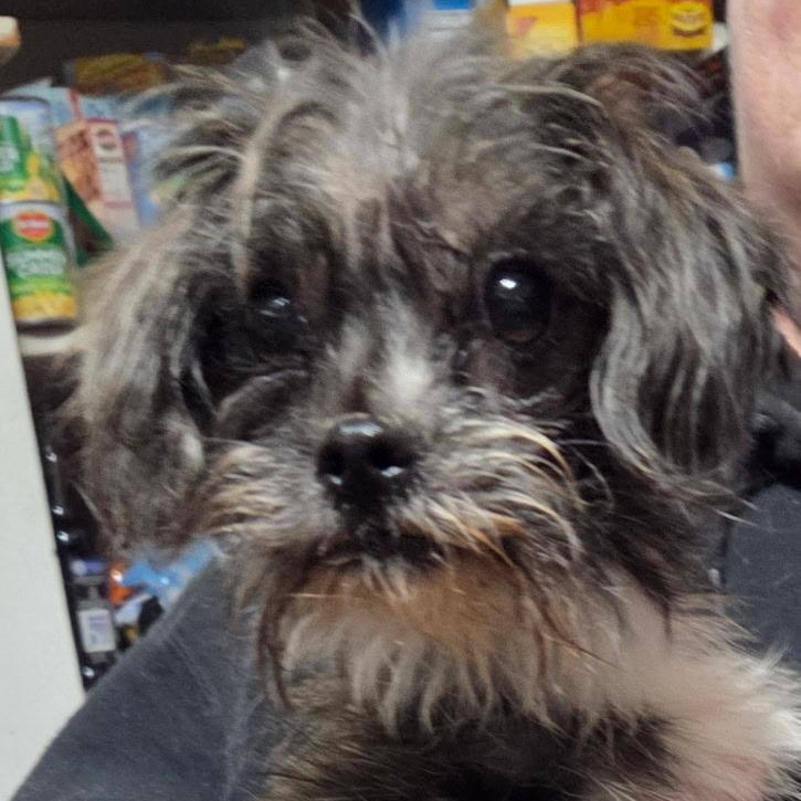 Lucy, ADOPTABLE, Young Female Terrier.