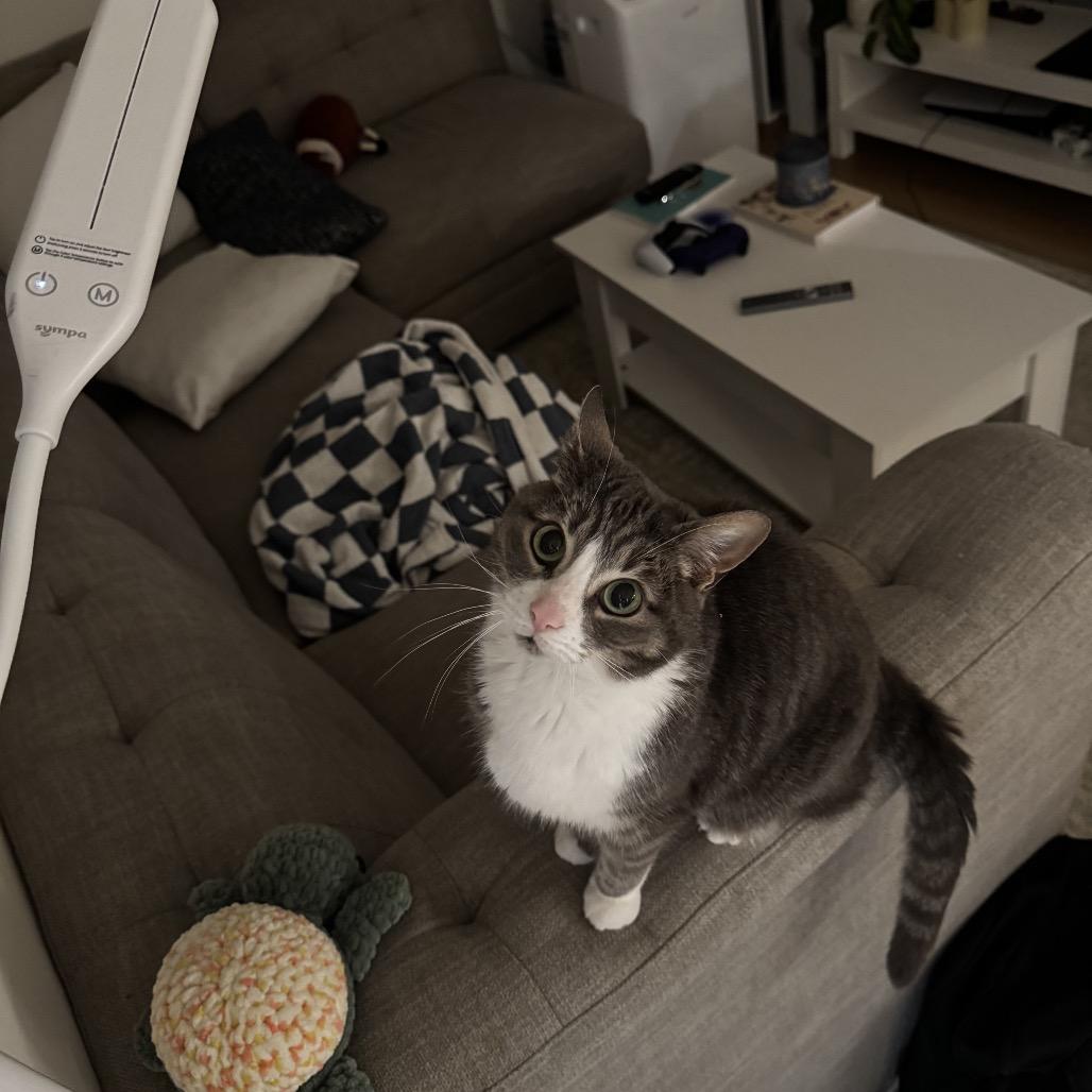 Enlarge Teddy, a Adoptable Domestic Short Hair in Burlington, ON image 1/4