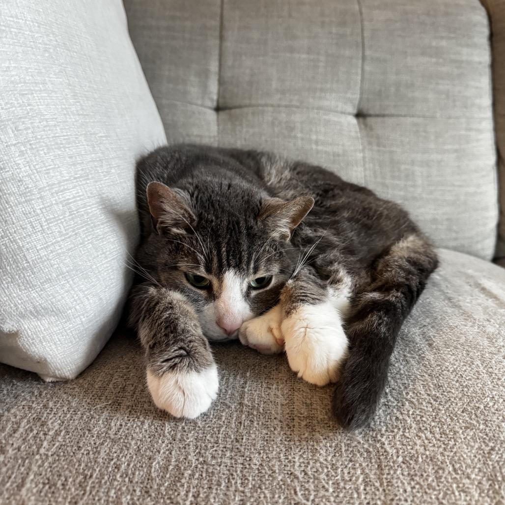 Enlarge Teddy, a Adoptable Domestic Short Hair in Burlington, ON image 2/4