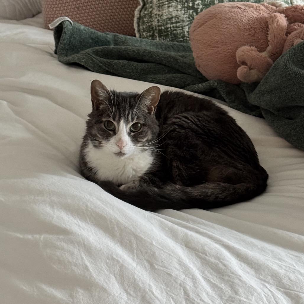 Enlarge Teddy, a Adoptable Domestic Short Hair in Burlington, ON image 3/4