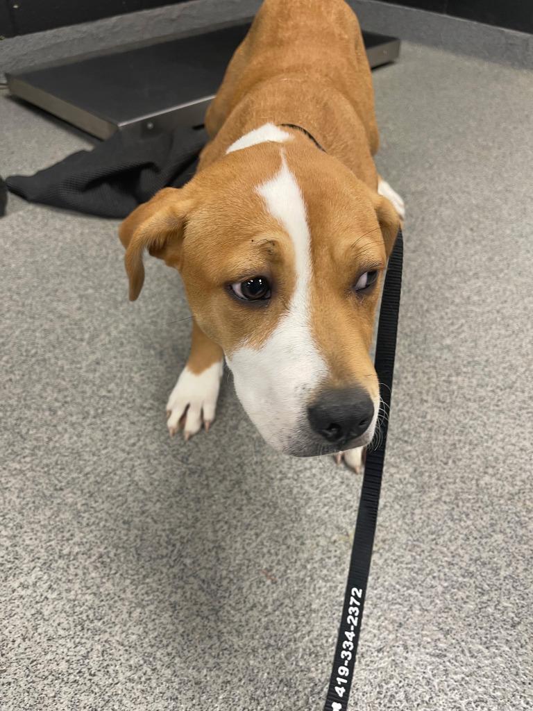 Enlarge YODA, a Adoptable mixed breed in Fremont, OH image 1/1