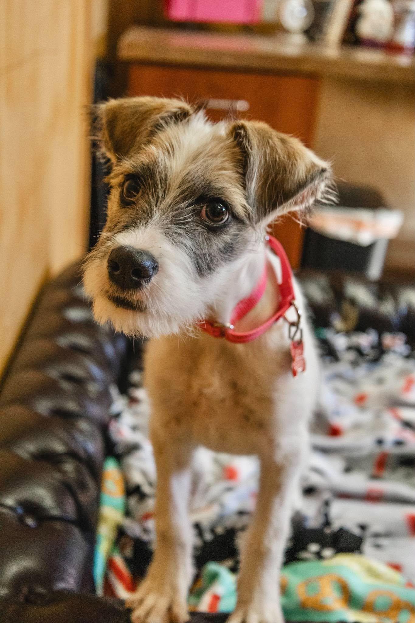 Little Caesar, Adoptable, Puppy Male Terrier.