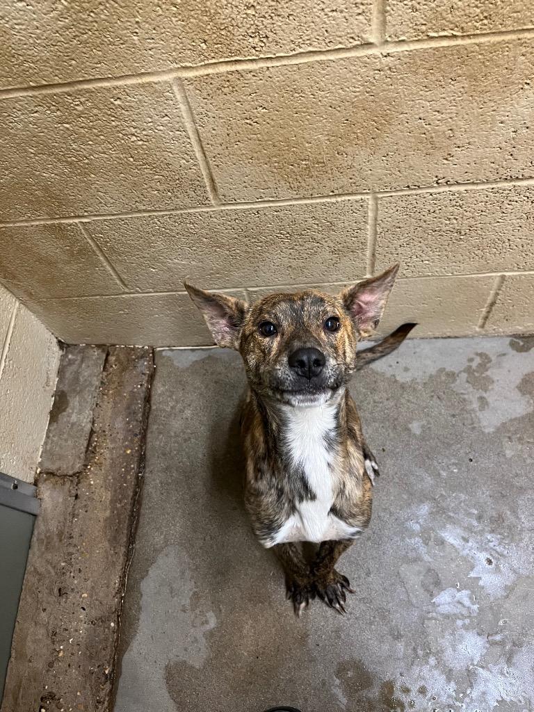 Enlarge James, a Adoptable Terrier in Benton, AR image 1/1