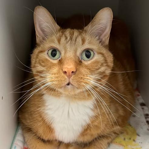 Tony, Adoptable, Senior Male Domestic Short Hair.