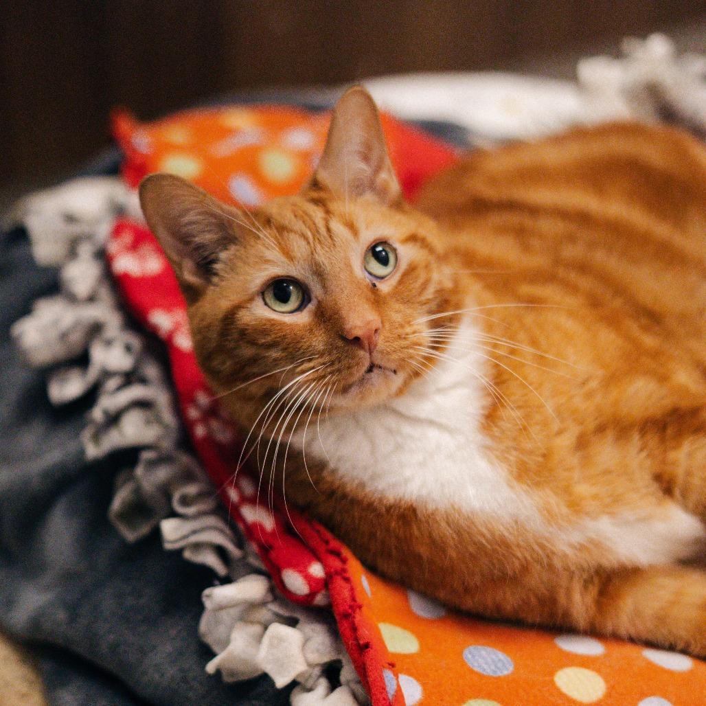 Tony, a Adoptable Domestic Short Hair in Naperville, IL image 4/6