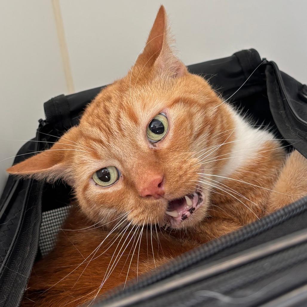 Enlarge Tony, a Adoptable Domestic Short Hair in Naperville, IL image 2/2